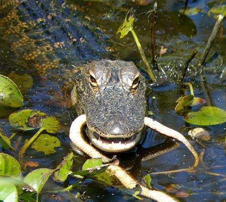 Alligator Eating